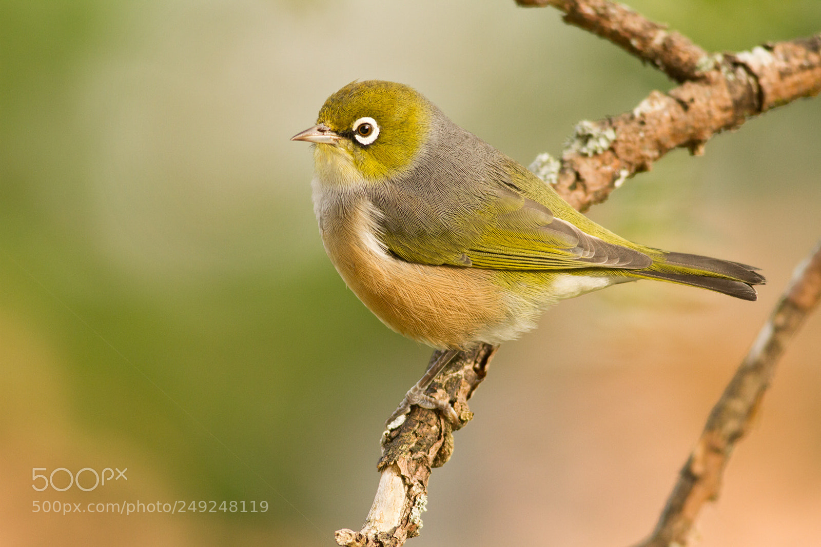 Canon EOS 7D sample photo. Backyard silvereye (5) photography