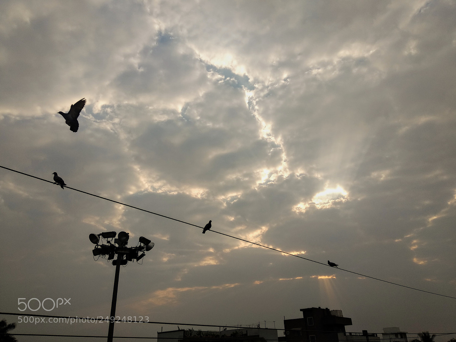 Xiaomi Mi A1 sample photo. Morning bird photography