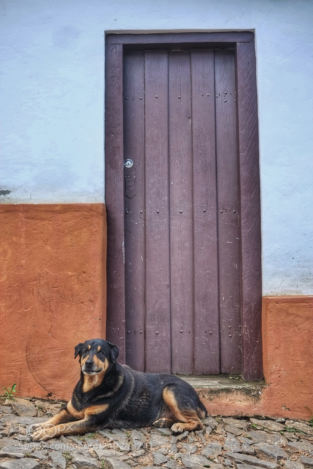 Fujifilm X-E1 sample photo. Lazy dog photography