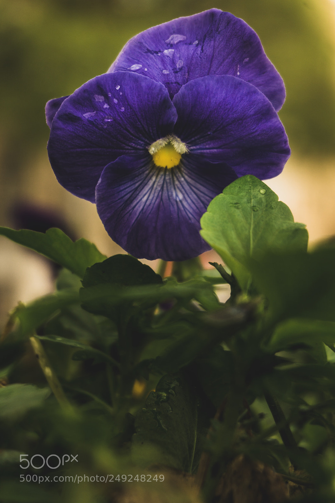 Sony a6000 sample photo. One more year photography