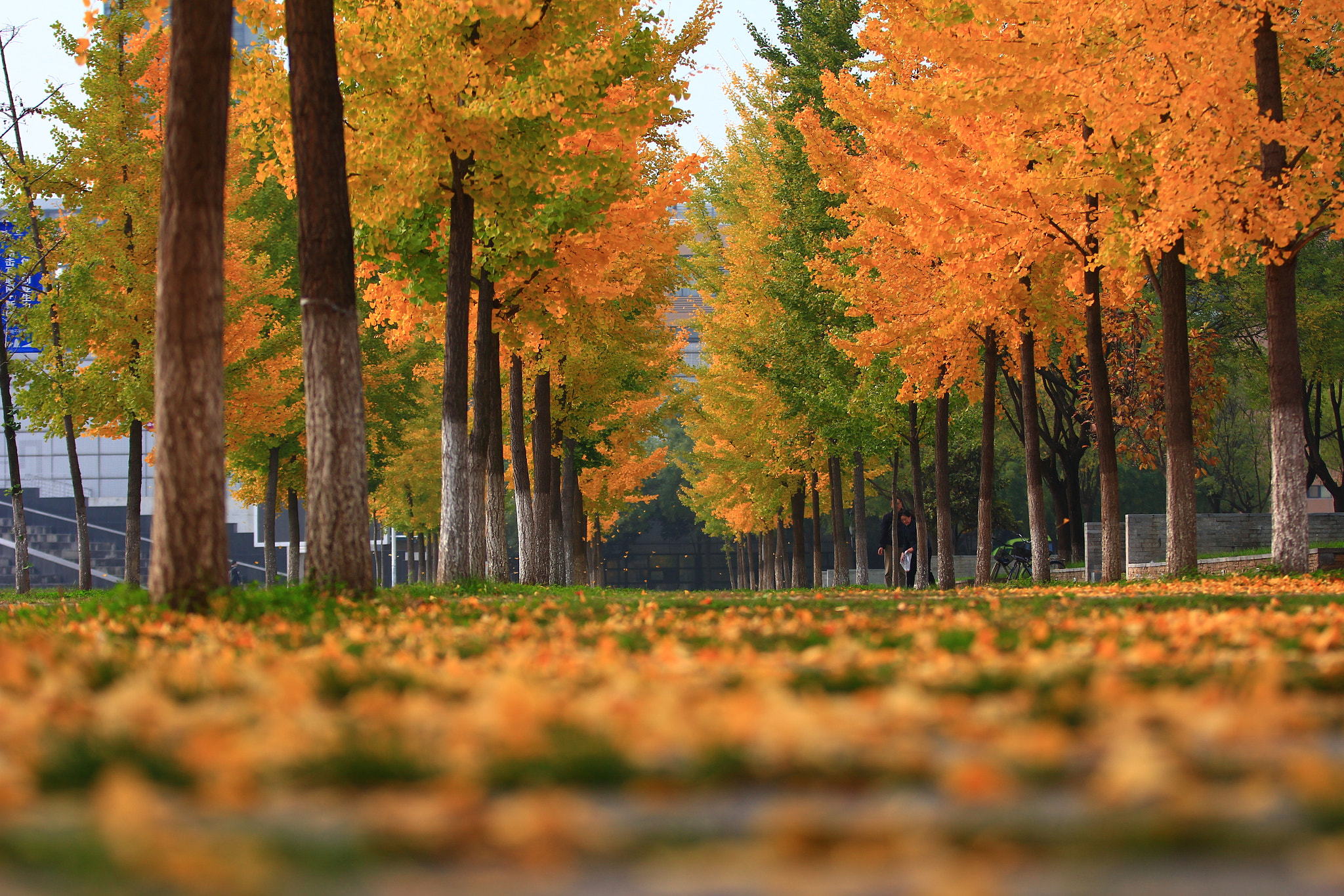 Canon EF 70-200mm F2.8L IS II USM sample photo