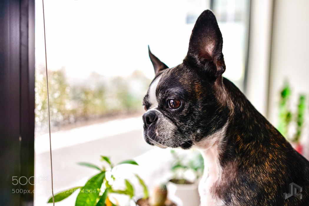 Nikon D610 sample photo. Doge in the window photography