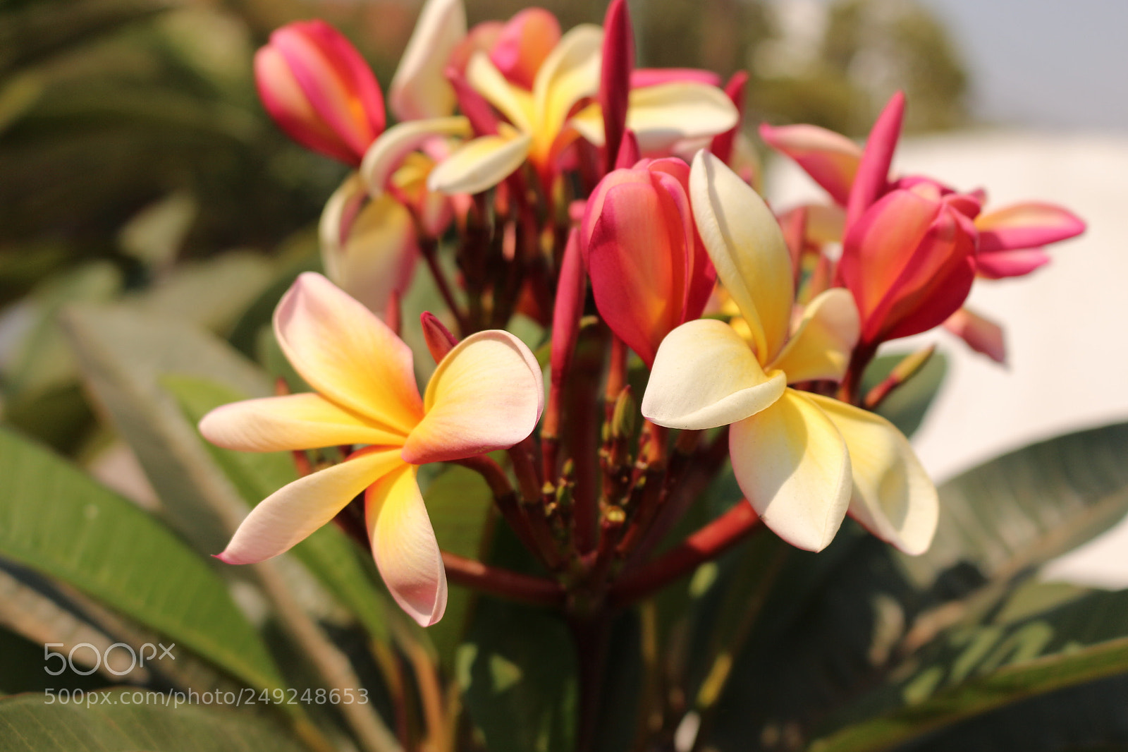 Canon EOS 700D (EOS Rebel T5i / EOS Kiss X7i) sample photo. Img photography