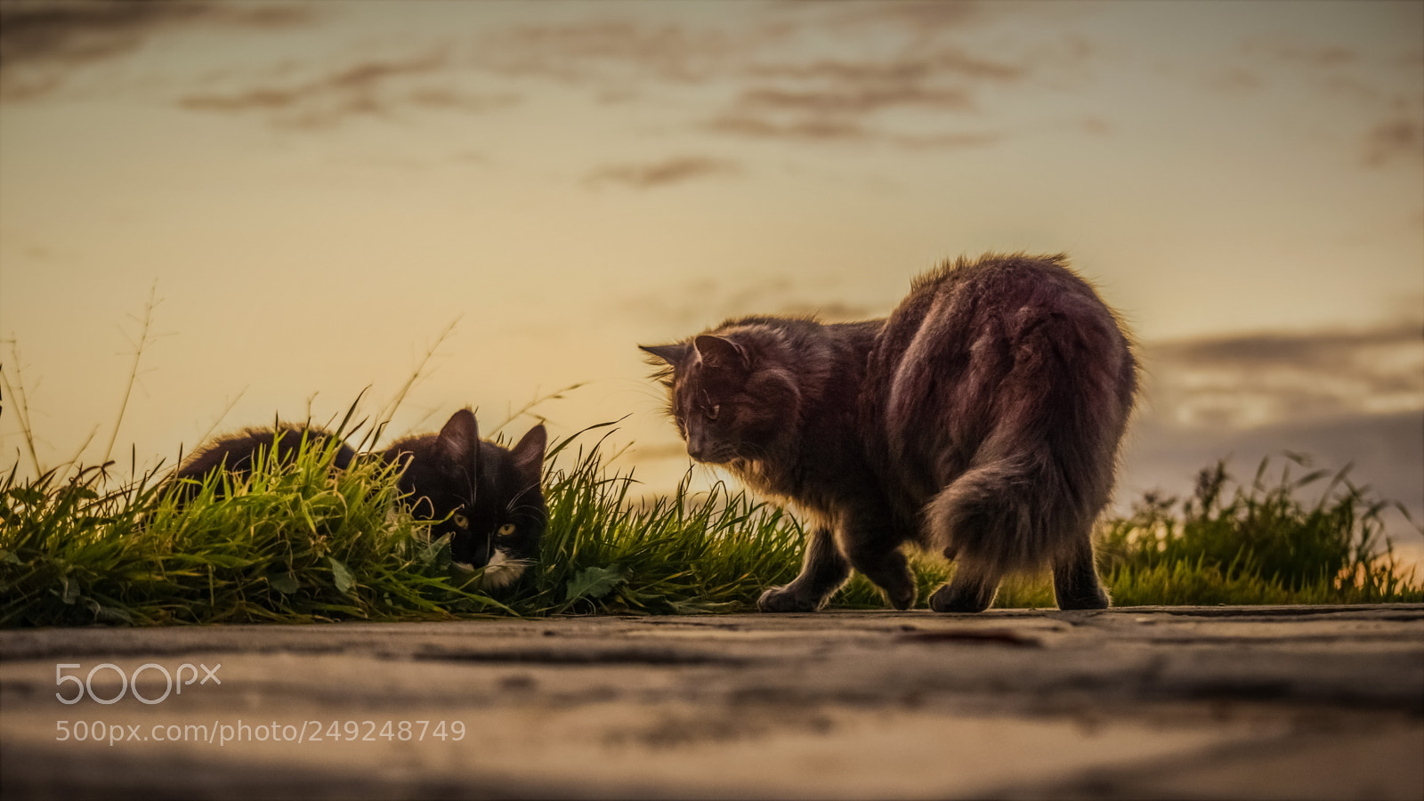 Nikon D3300 sample photo. Cats photography