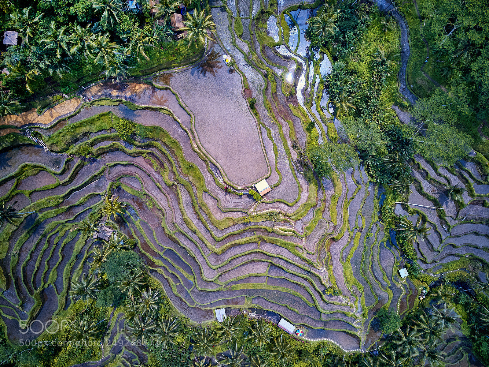 DJI FC220 sample photo. Tegallalang rice terraces photography