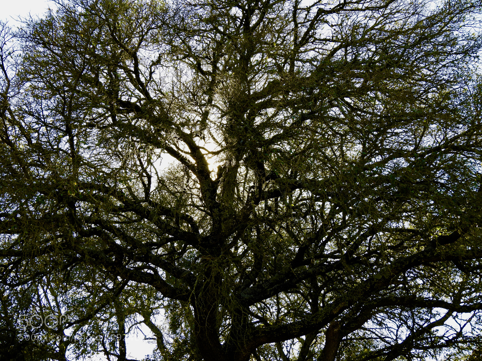 Nikon Coolpix B700 sample photo. Large live oak canopy photography
