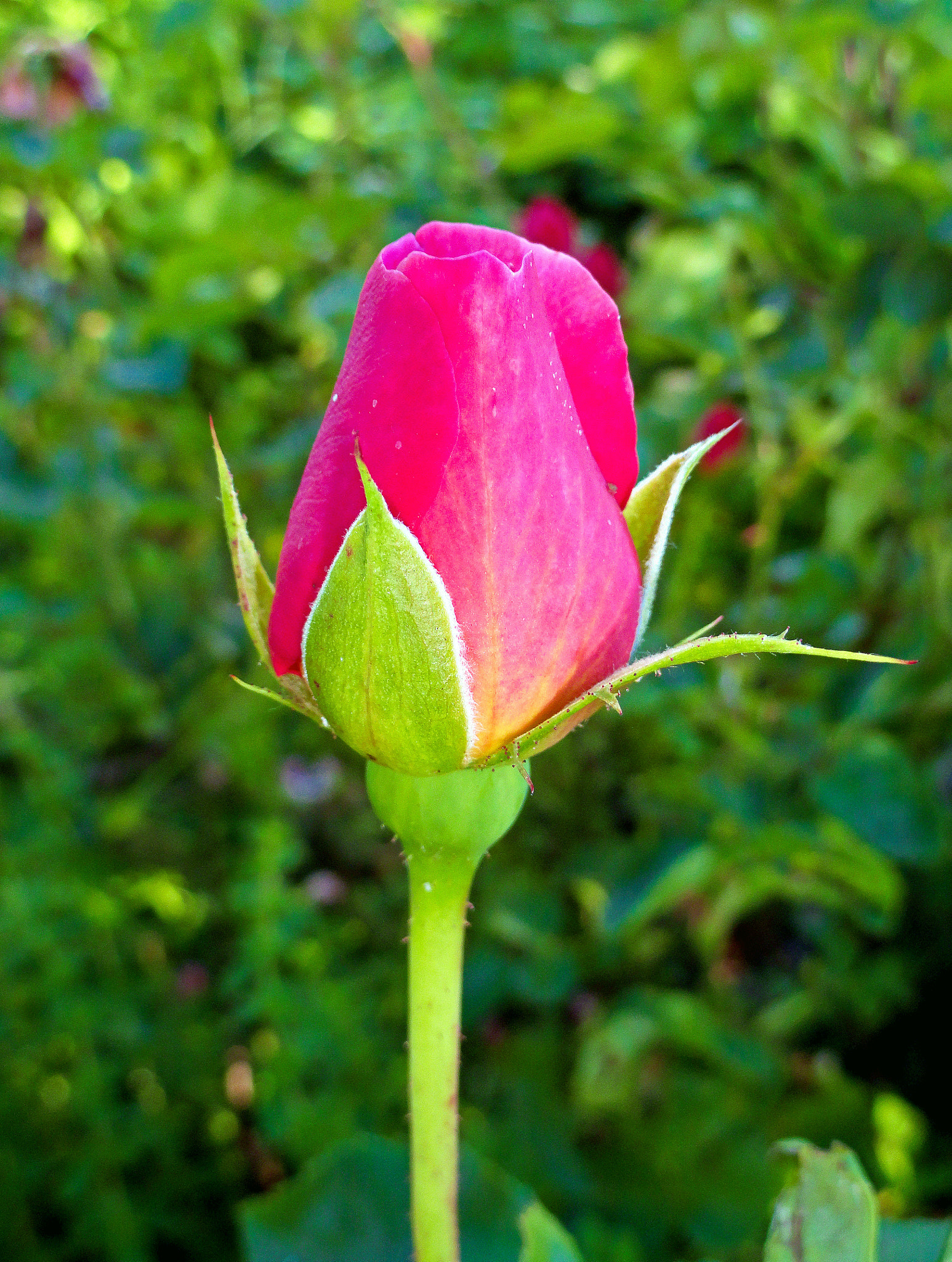 Sony Cyber-shot DSC-H70 sample photo. Pink rose bud photography