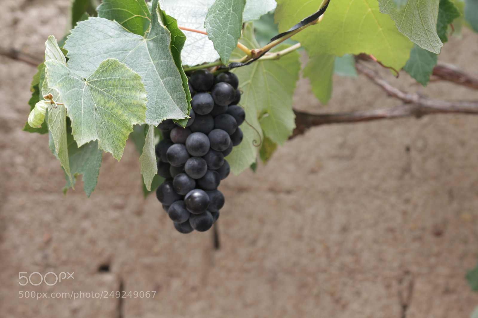 Canon EOS 700D (EOS Rebel T5i / EOS Kiss X7i) sample photo. Img photography