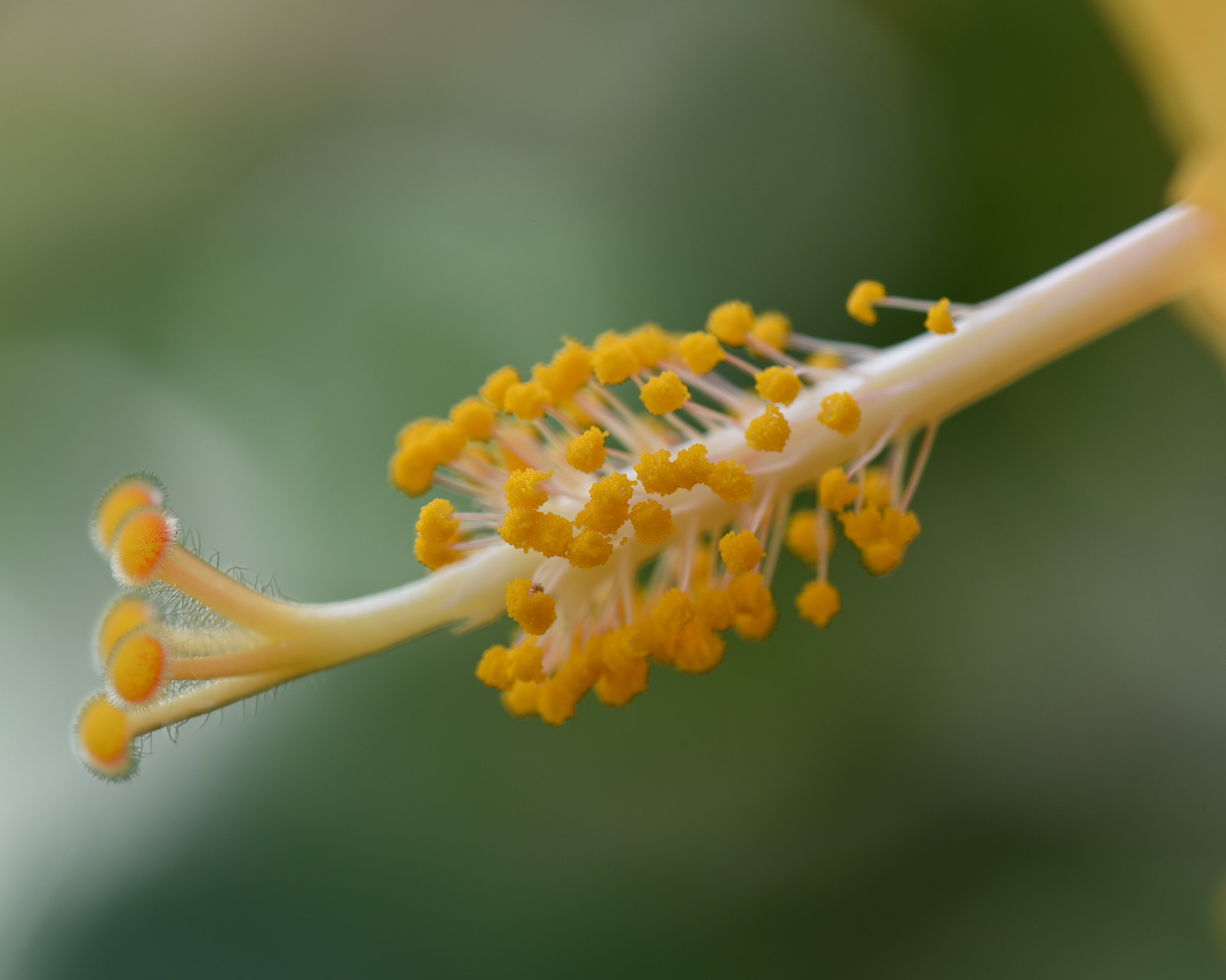 Nikon AF Micro-Nikkor 200mm F4D ED-IF sample photo. Stamen.. photography