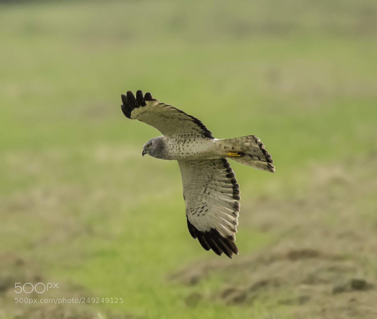 Nikon D7100 sample photo. Male northern harrier aka photography