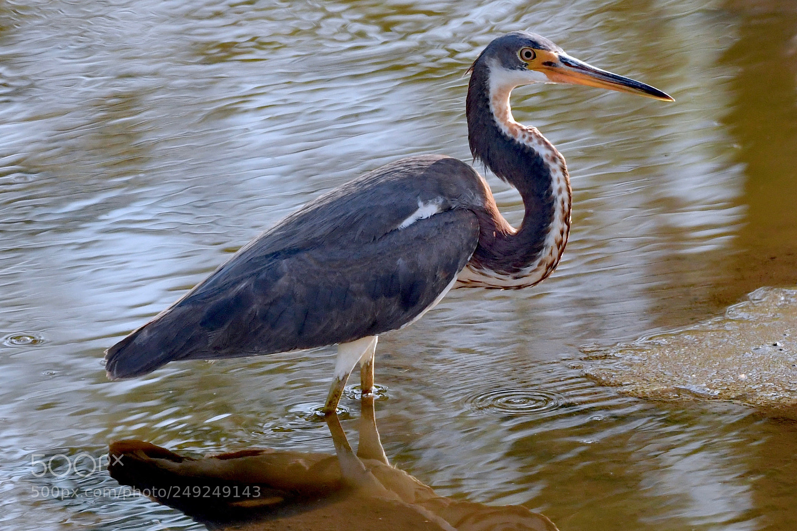 Nikon D500 sample photo. Tricolored heron photography