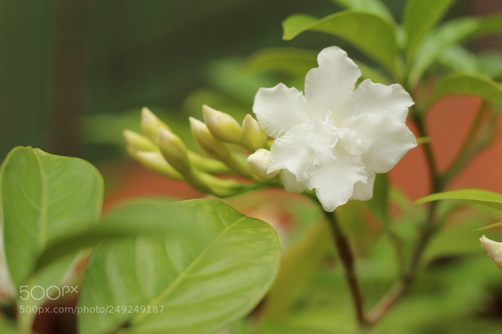 Canon EOS 700D (EOS Rebel T5i / EOS Kiss X7i) sample photo. Img photography
