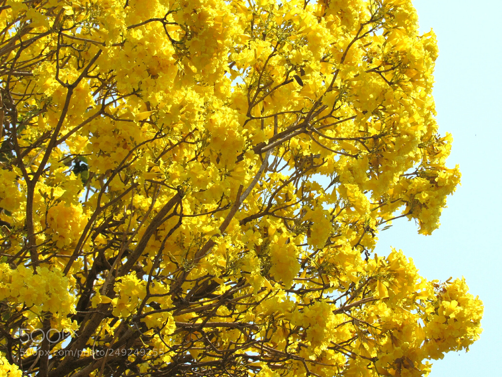 Canon PowerShot SX530 HS sample photo. Wow na photography