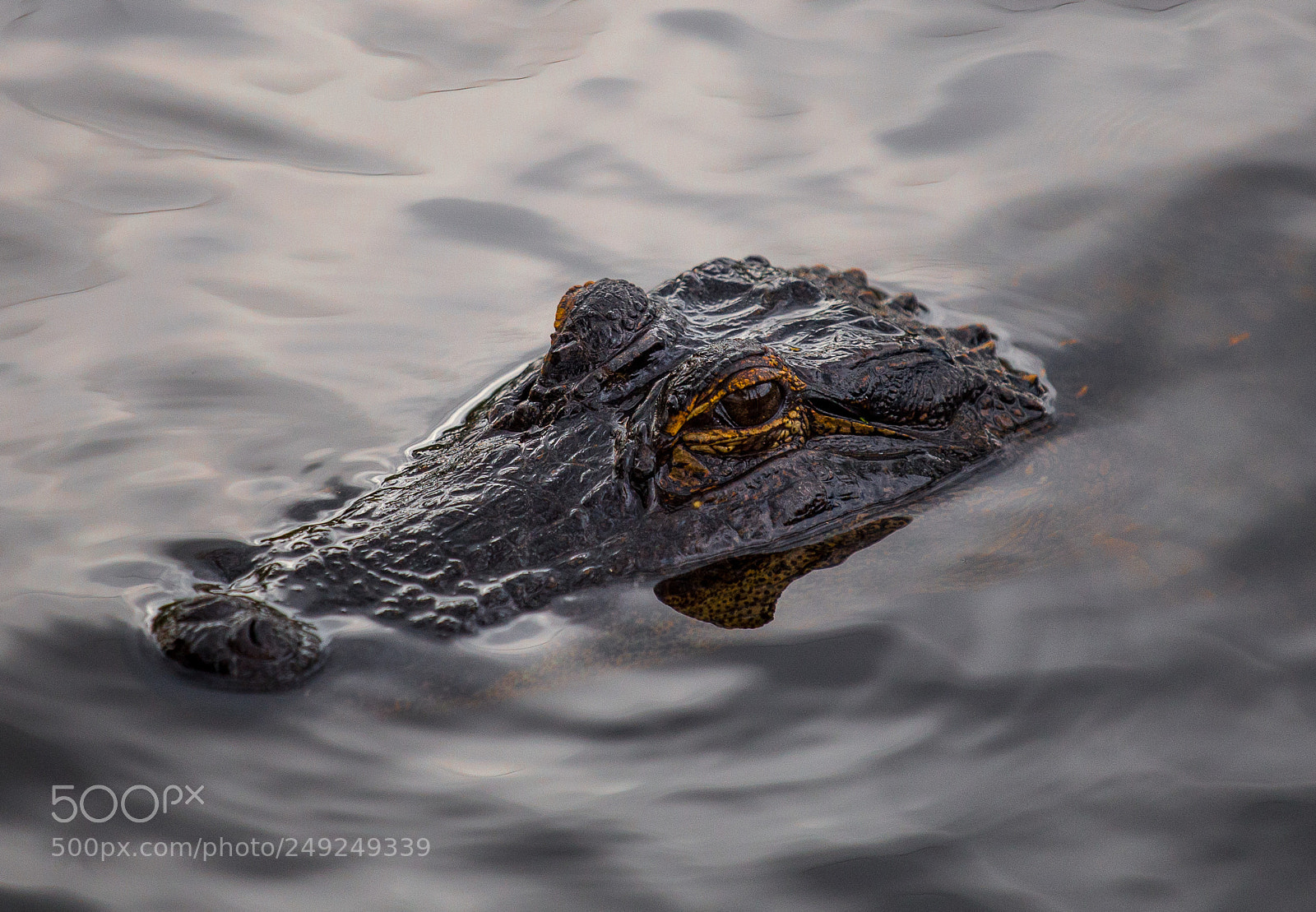 Canon EOS 6D sample photo. Alligator in waiting photography