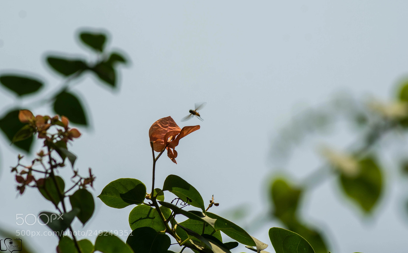 Nikon D7100 sample photo. Bumble bee photography