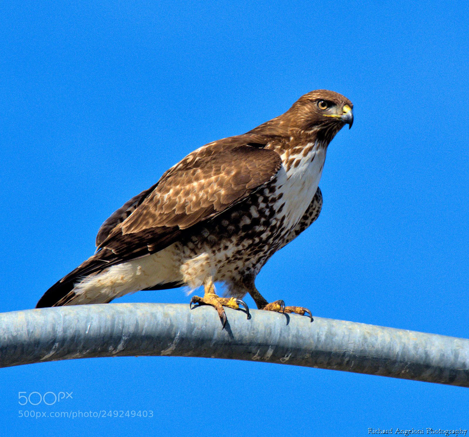 Nikon D7200 sample photo. Red tail hawk on photography