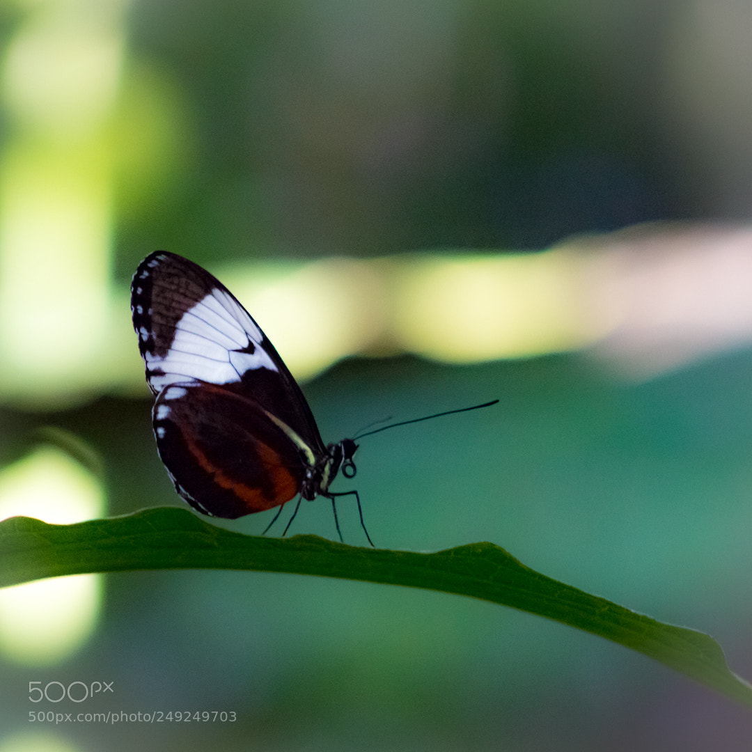 Canon EOS 700D (EOS Rebel T5i / EOS Kiss X7i) sample photo. Heliconius cydno galanthus photography
