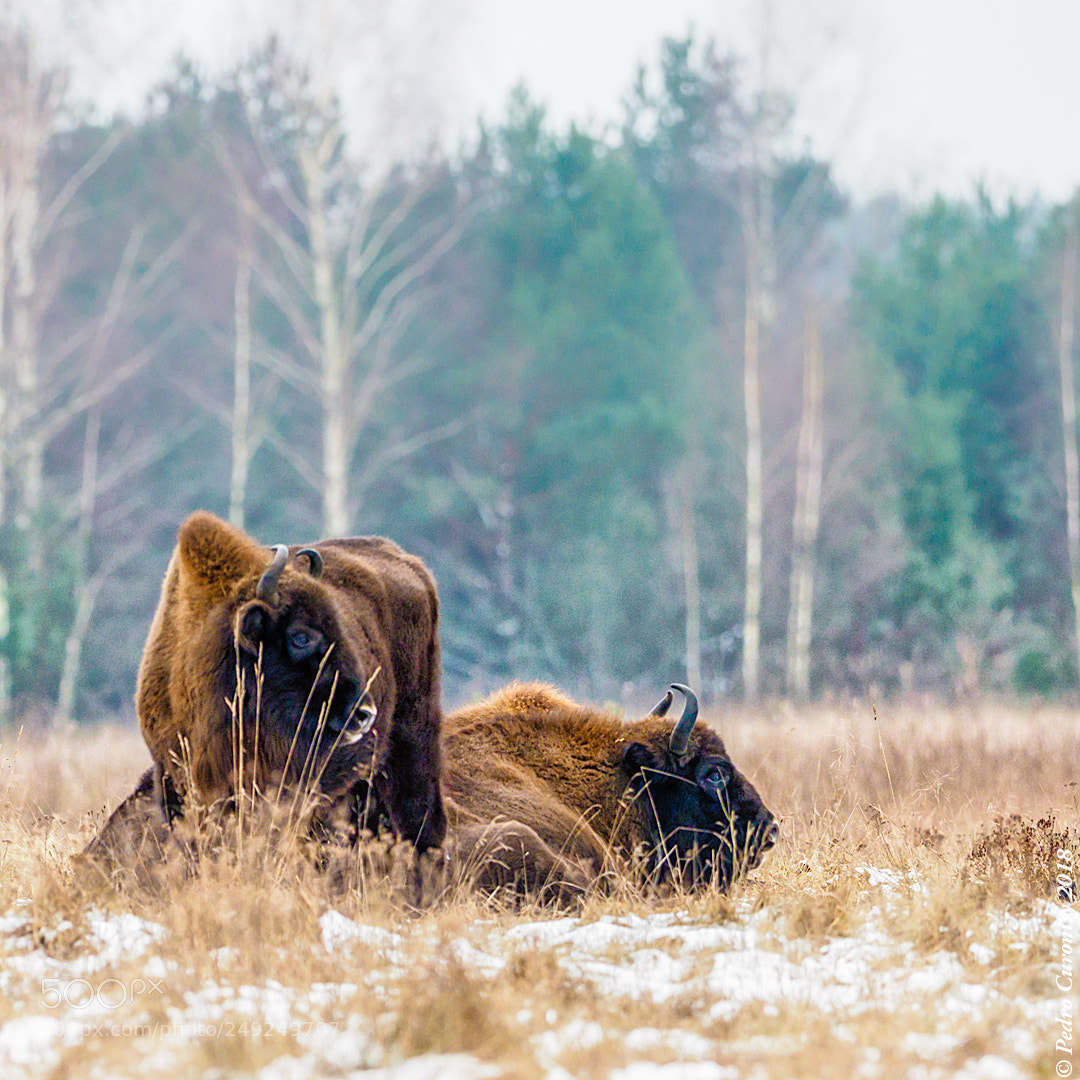 Olympus OM-D E-M1 Mark II sample photo. Bisonte europeo photography