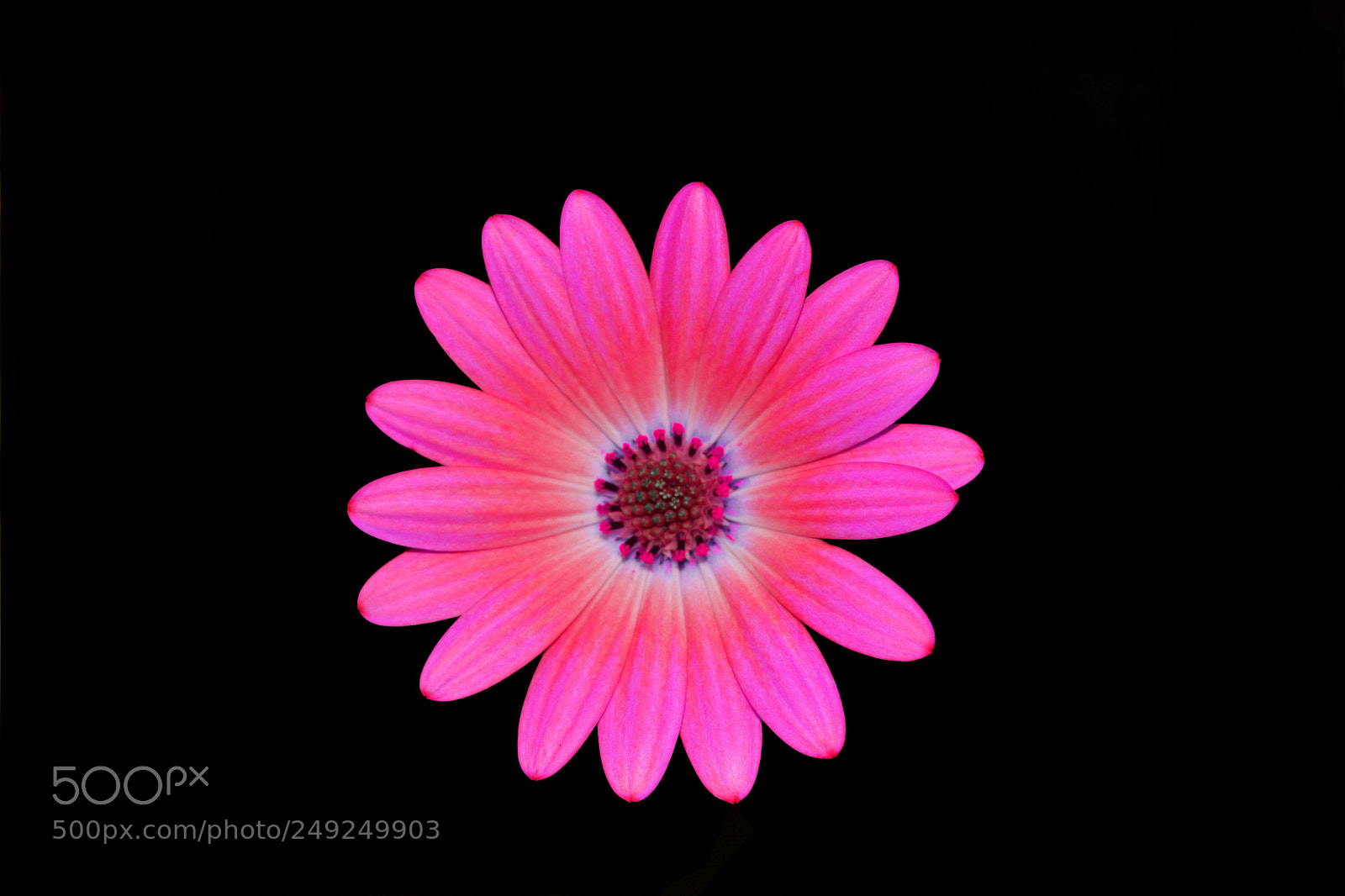 Nikon D5200 sample photo. Flower photography