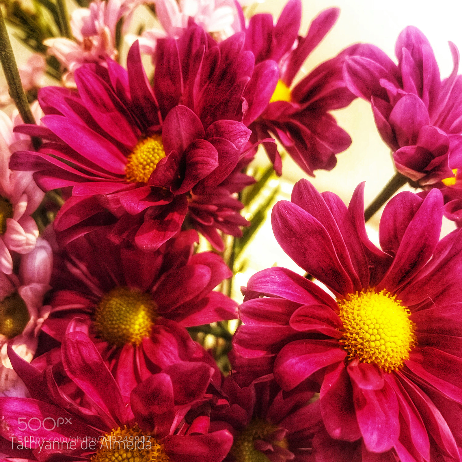 Apple iPhone 7 sample photo. Untitled photography