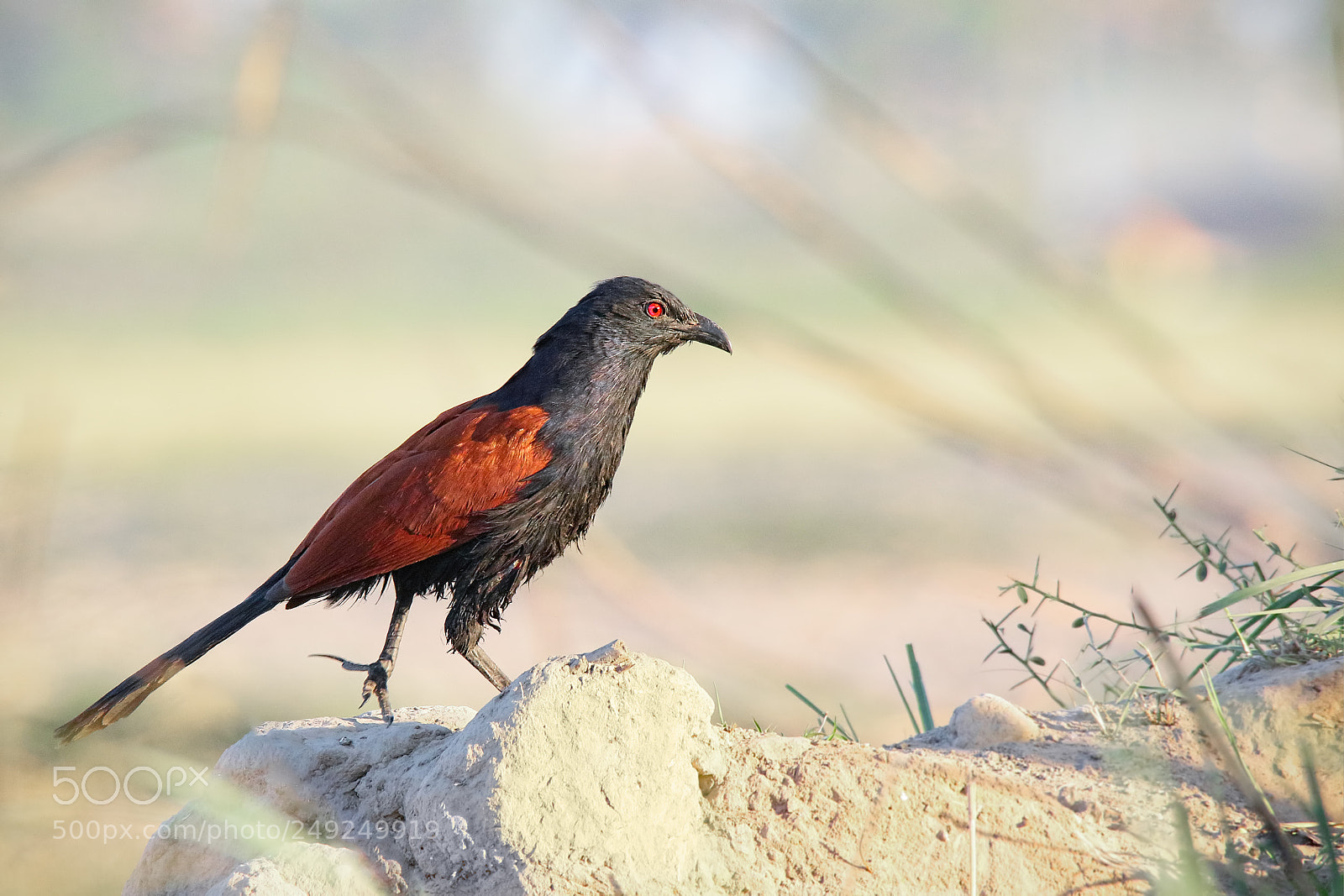Canon EOS 7D Mark II sample photo. Greater coucal photography