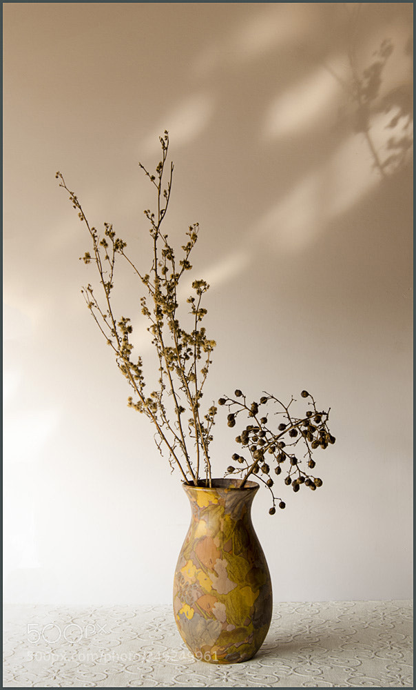 Nikon D7000 sample photo. 树枝 photography