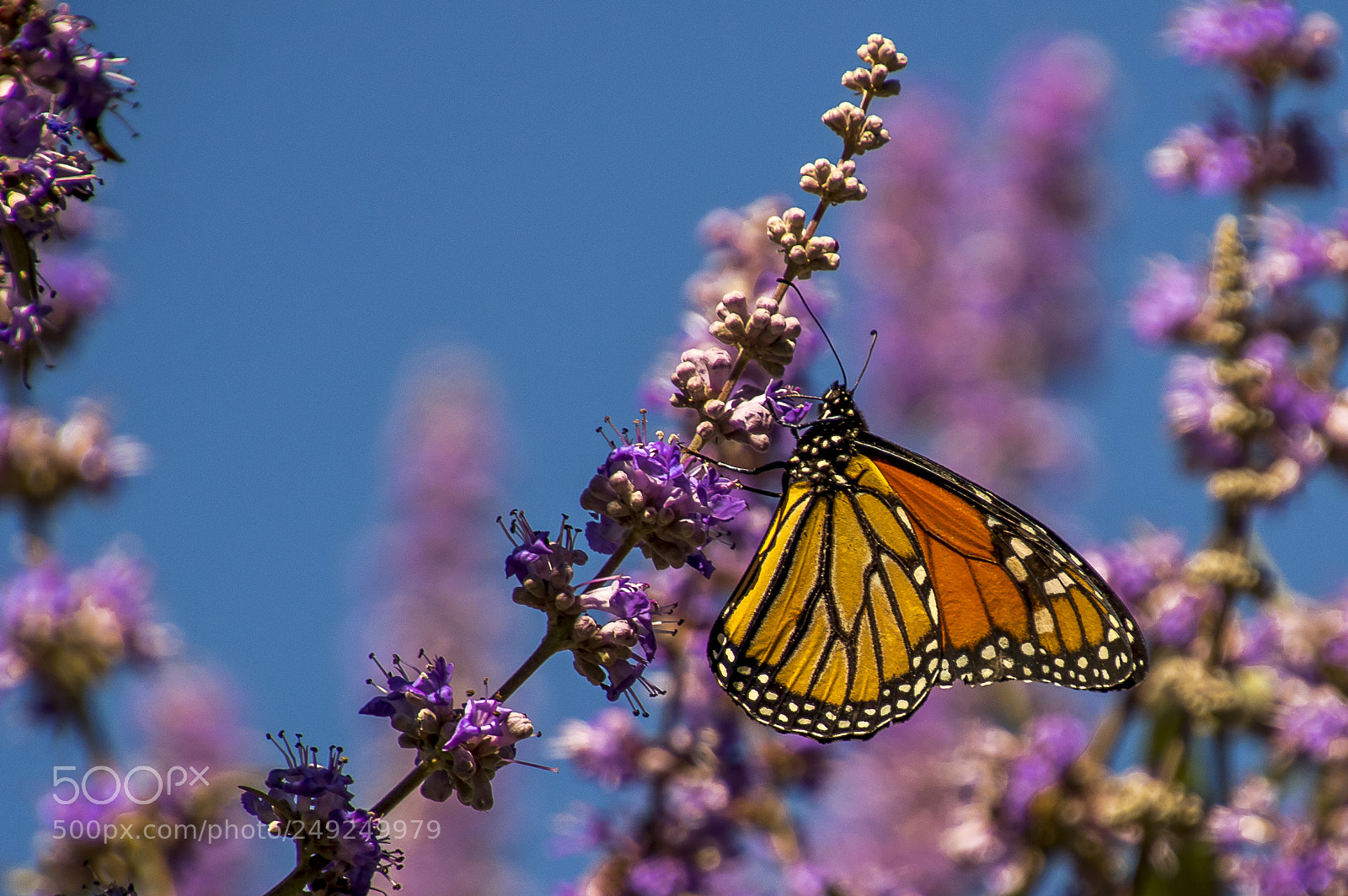 Nikon D3200 sample photo. Monarch butterfly photography