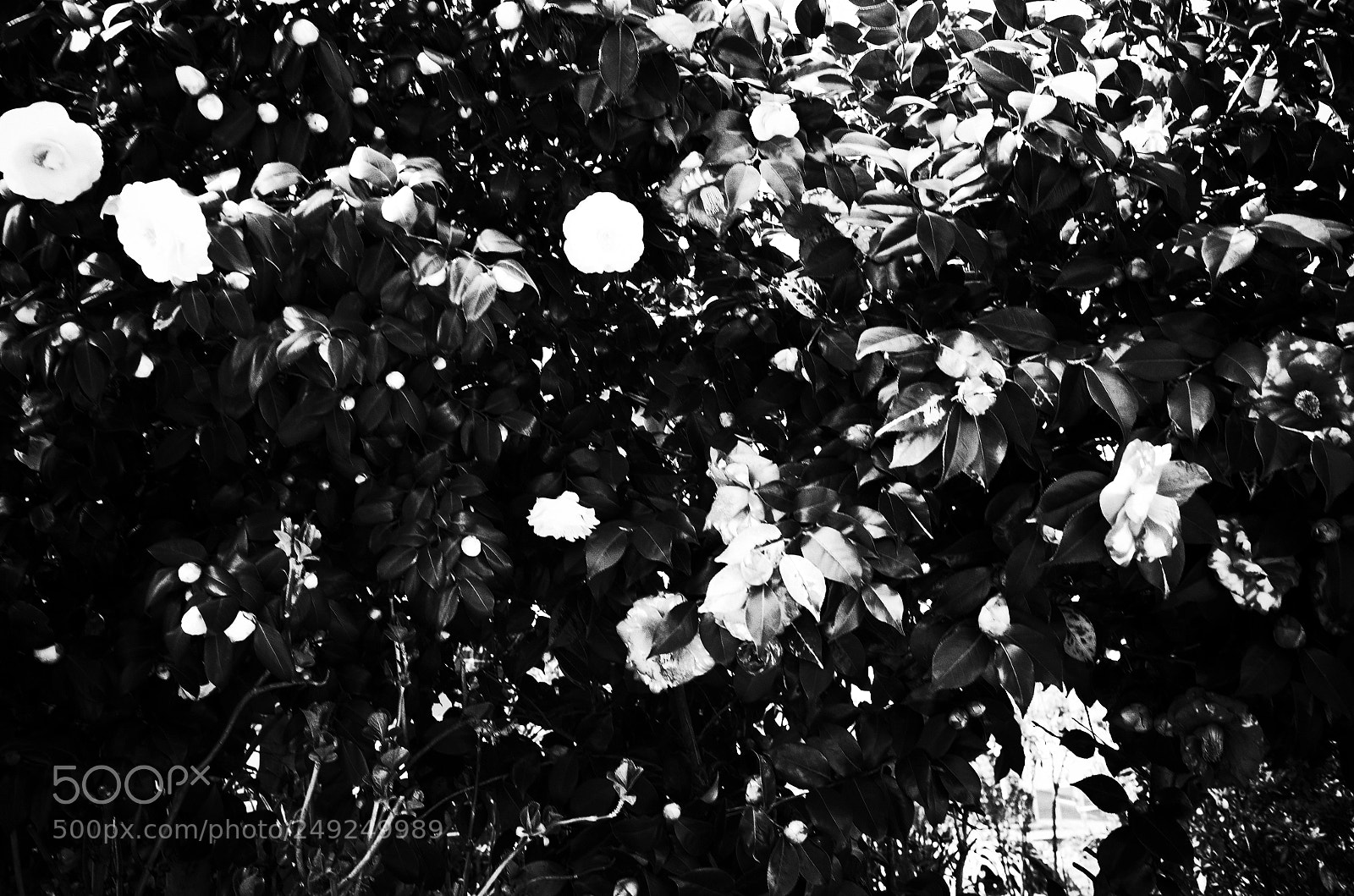 Ricoh GR II sample photo. Flowers photography