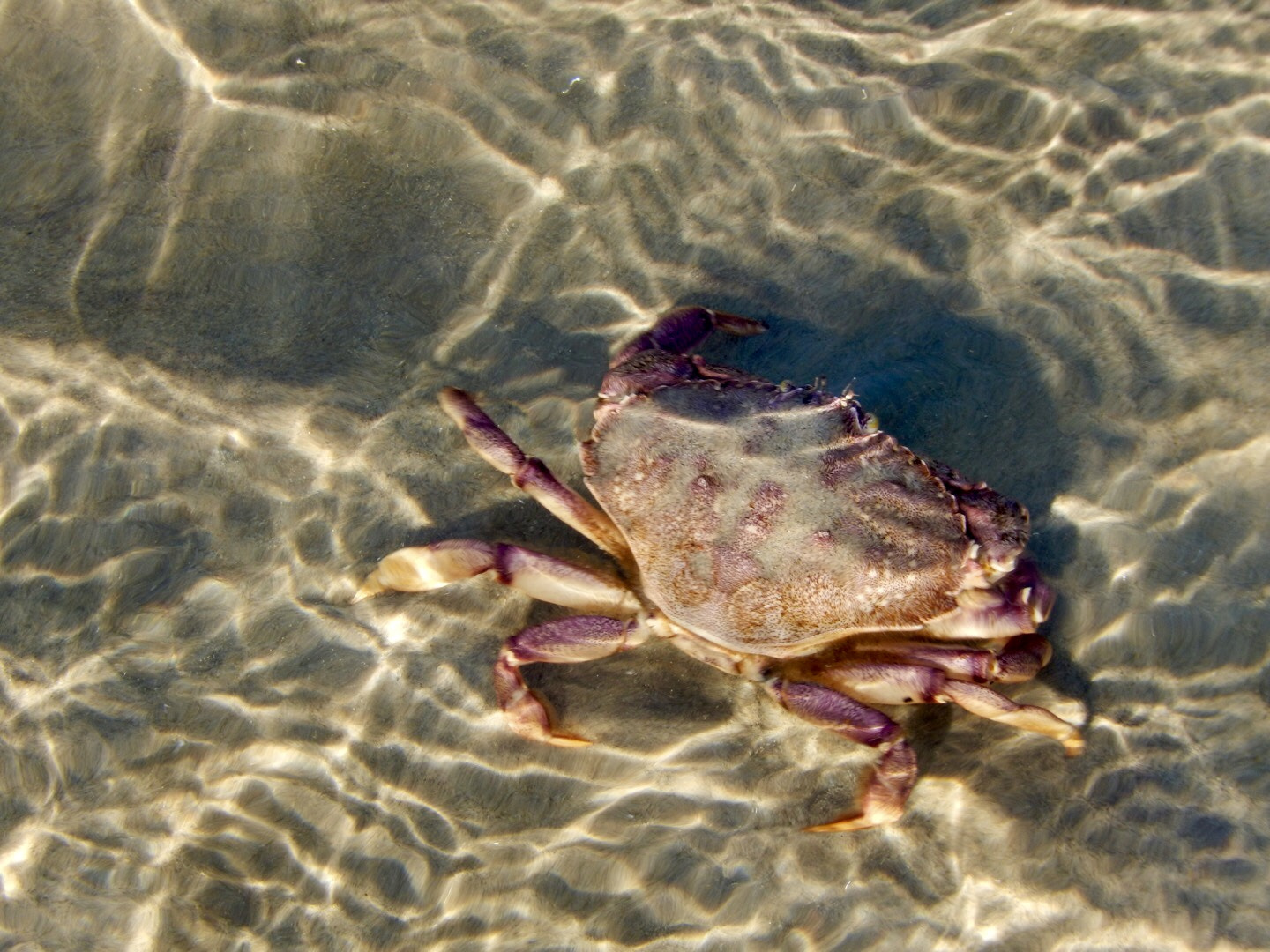 Nikon COOLPIX S9600 sample photo. Crab in shallow water photography