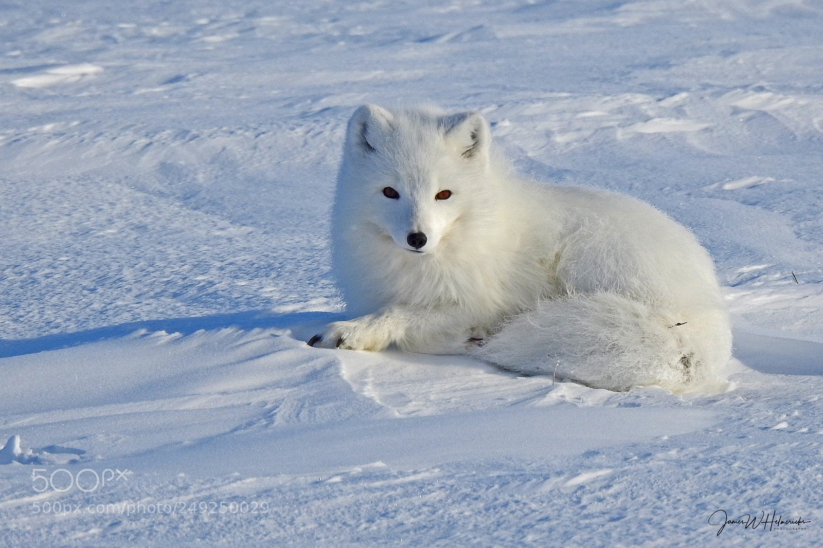 Nikon Coolpix P900 sample photo. Resting arctic fox photography