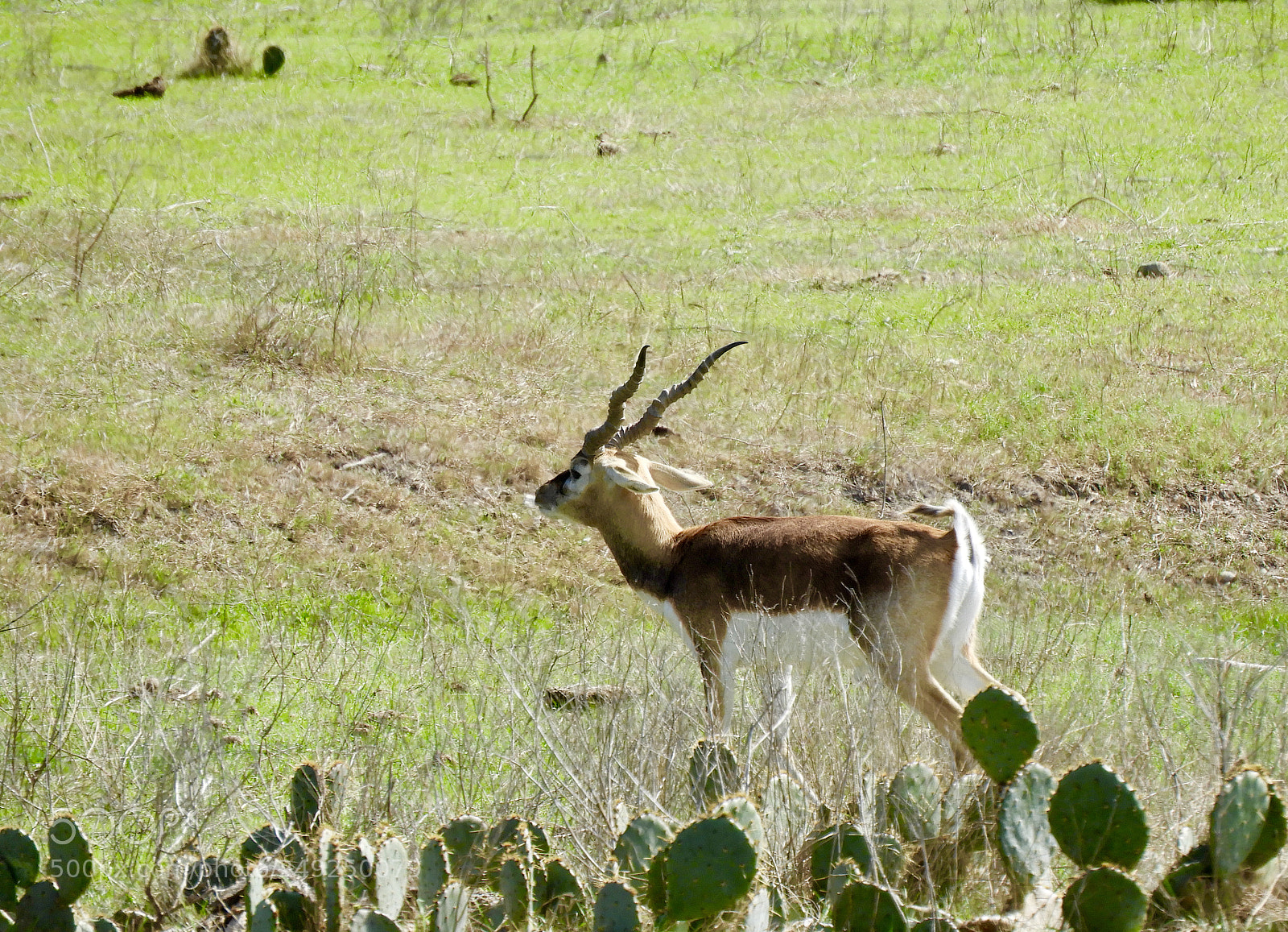 Nikon Coolpix B700 sample photo. Young impala enjoying a photography