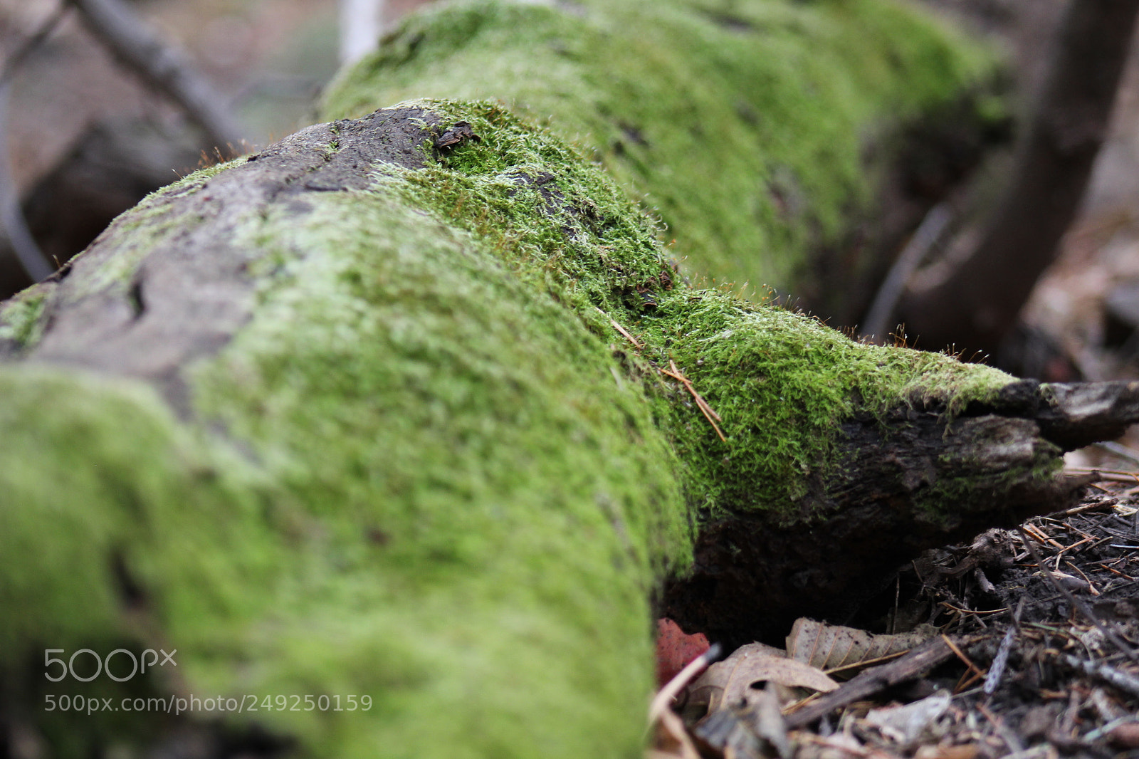 Canon EF 75-300mm f/4-5.6 sample photo. Untitled photography