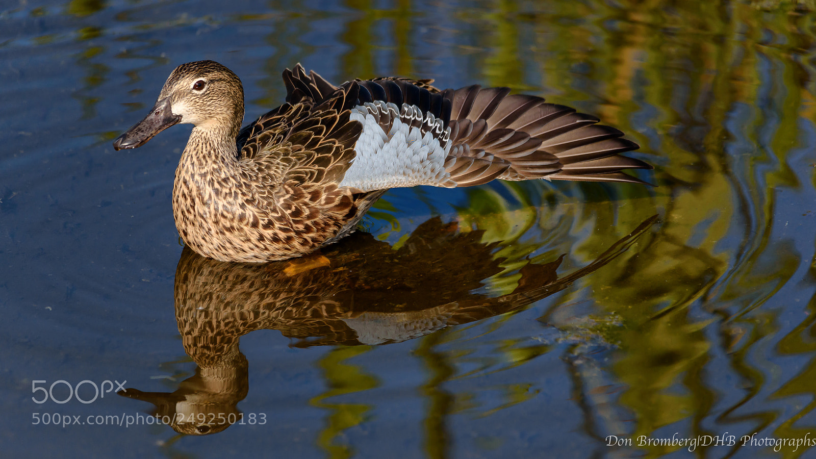 Nikon D750 sample photo. Female blue-winged teal flexing 1 photography