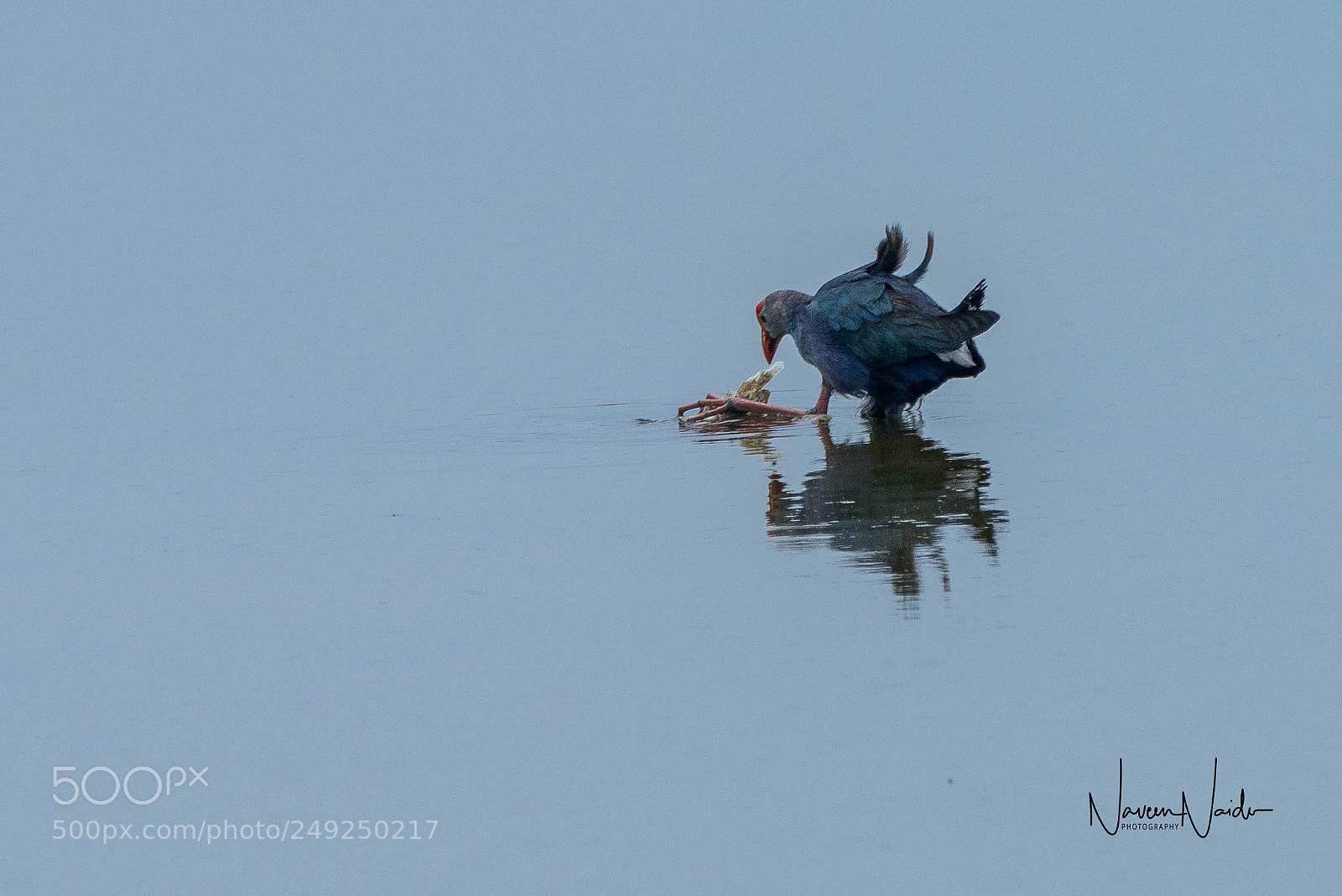 Nikon D800 sample photo. Purple swamphen photography