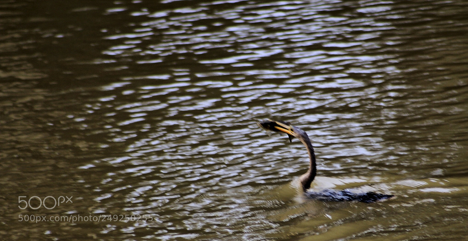 Canon EOS 550D (EOS Rebel T2i / EOS Kiss X4) sample photo. Guararema,sp, brazil photography