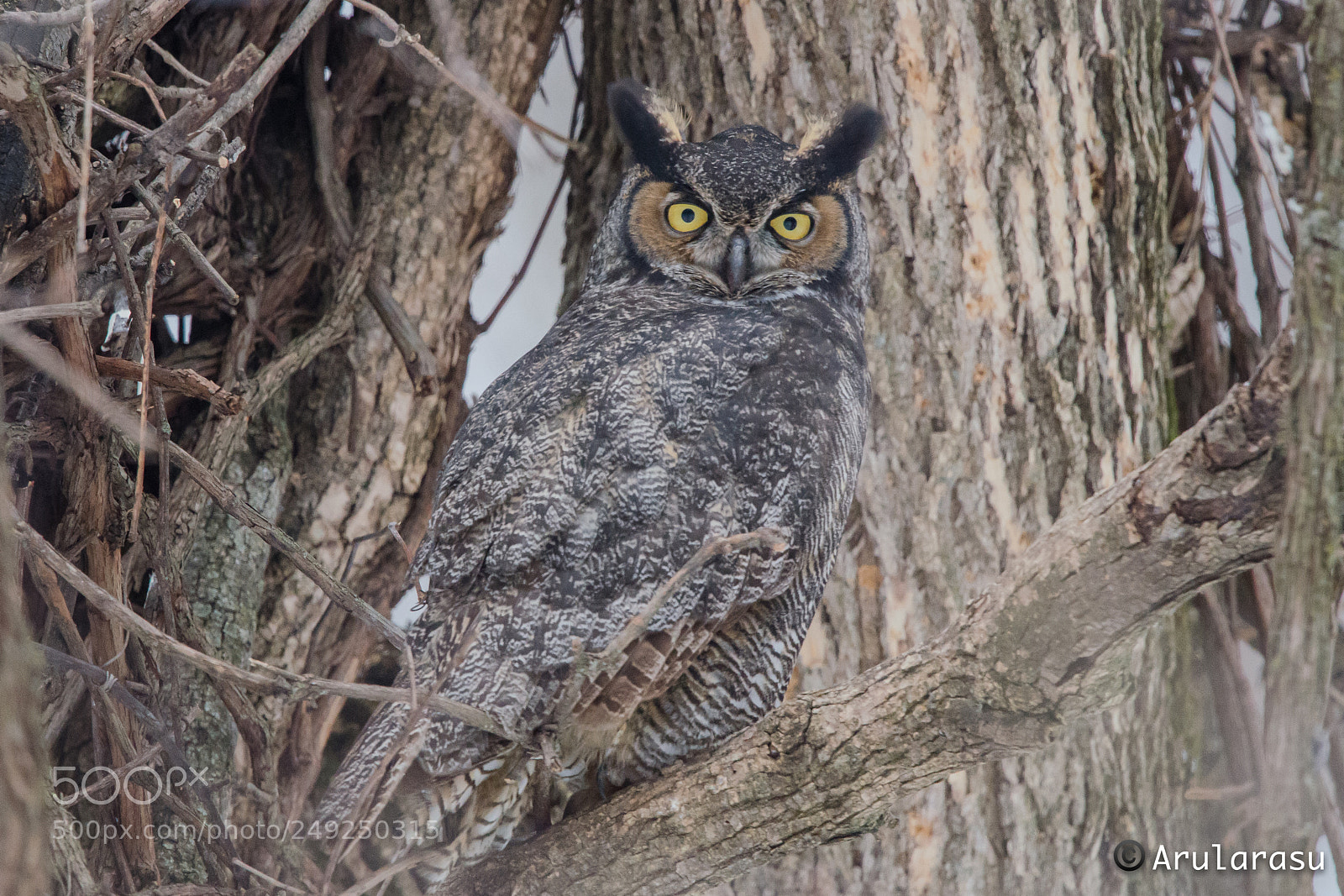Nikon D7000 sample photo. Great horned owl photography