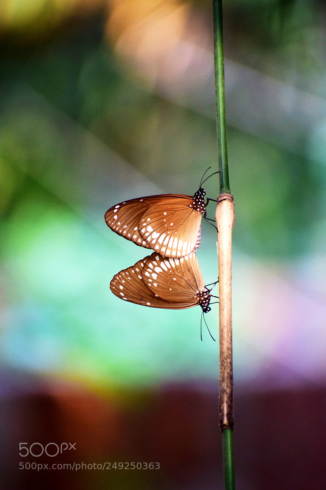 Nikon D5300 sample photo. Untitled photography