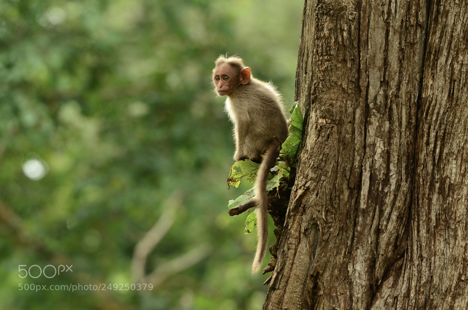 Nikon D5100 sample photo. Bonnet macaque photography