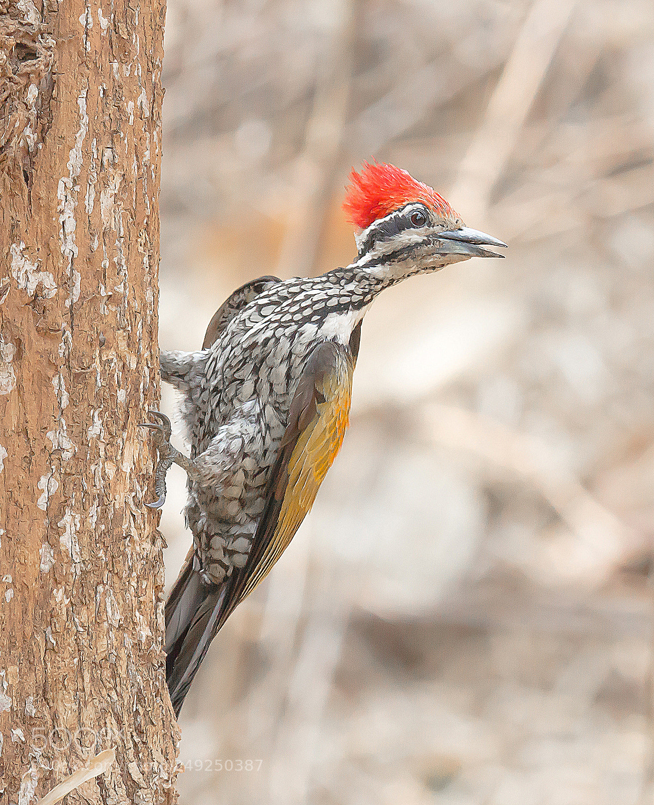 Canon EOS 60D sample photo. Common flameback woodpecker photography