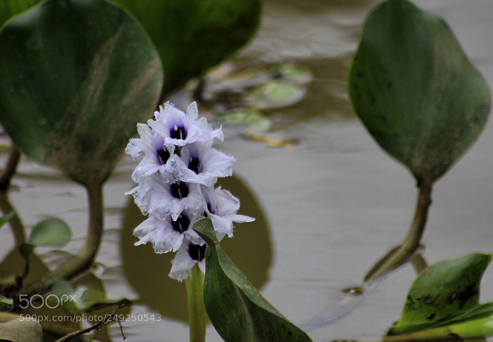 Canon EOS 550D (EOS Rebel T2i / EOS Kiss X4) sample photo. Guararema,sp, brazil photography
