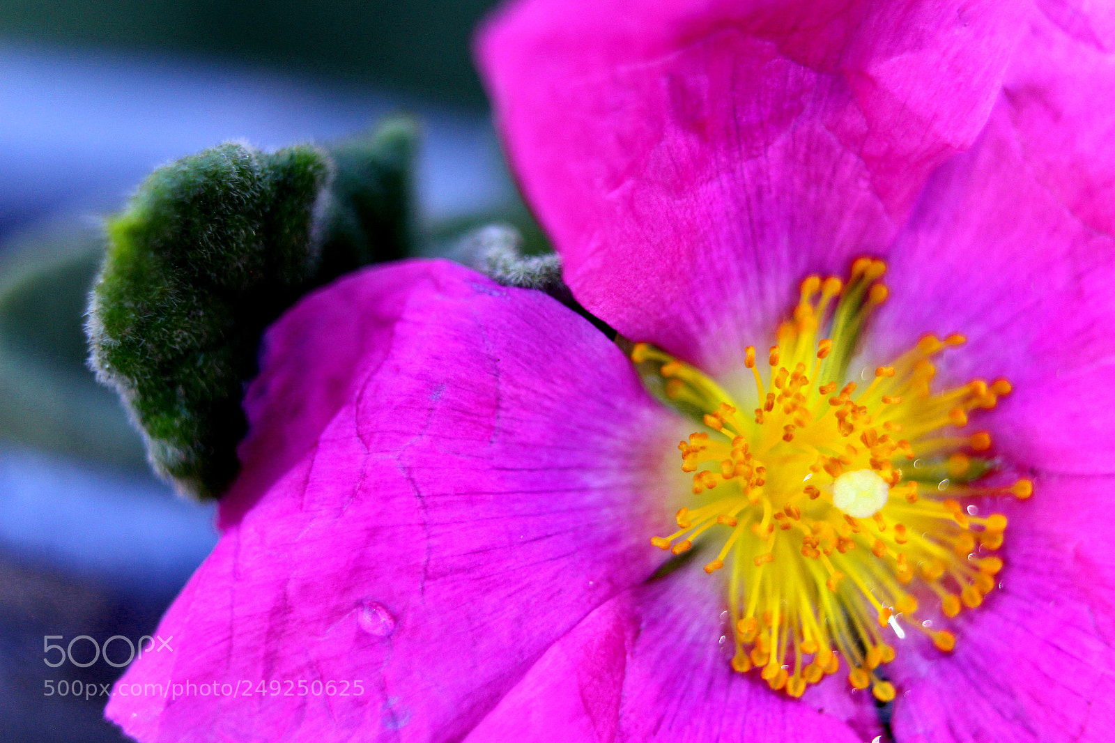 Canon EOS 650D (EOS Rebel T4i / EOS Kiss X6i) sample photo. Floral chainz photography