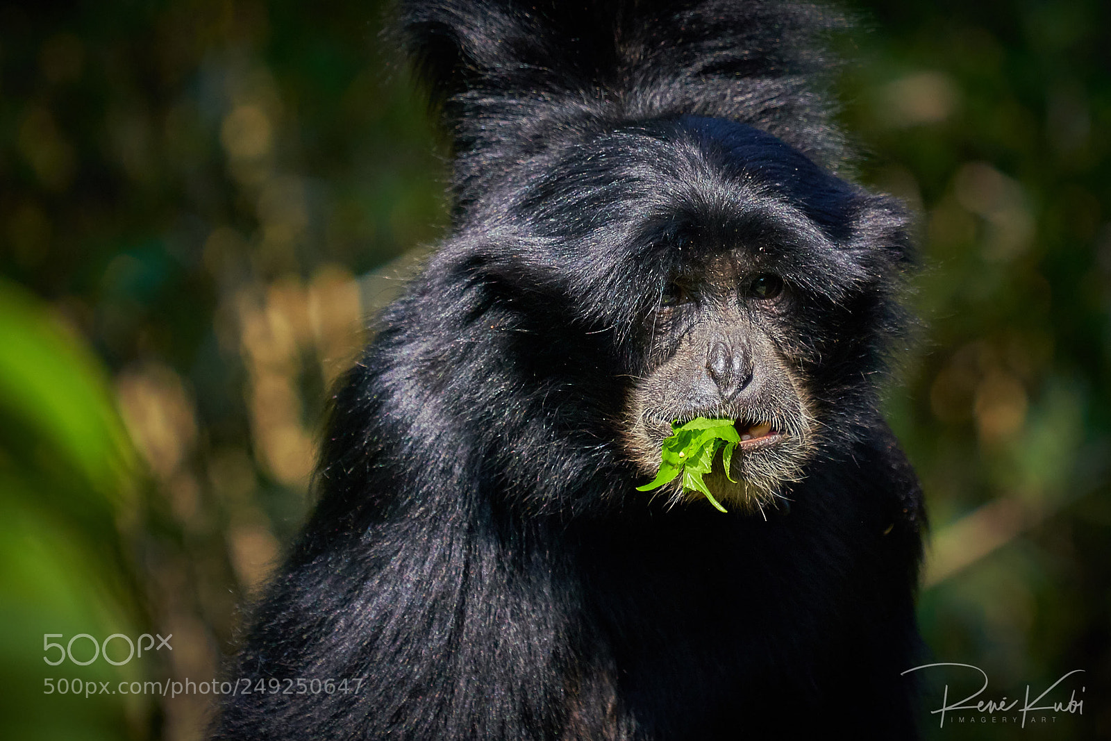Sony a7R III sample photo. Siamang at breakfast photography