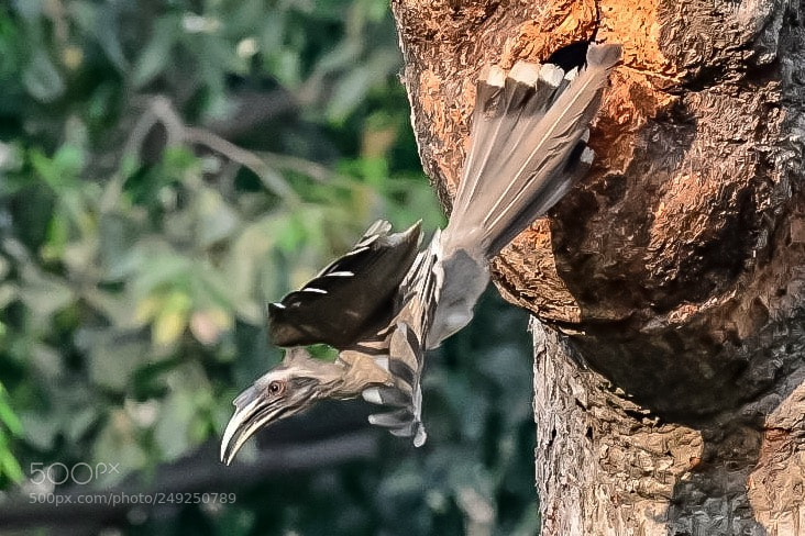 Nikon D500 sample photo. The flight begins now photography
