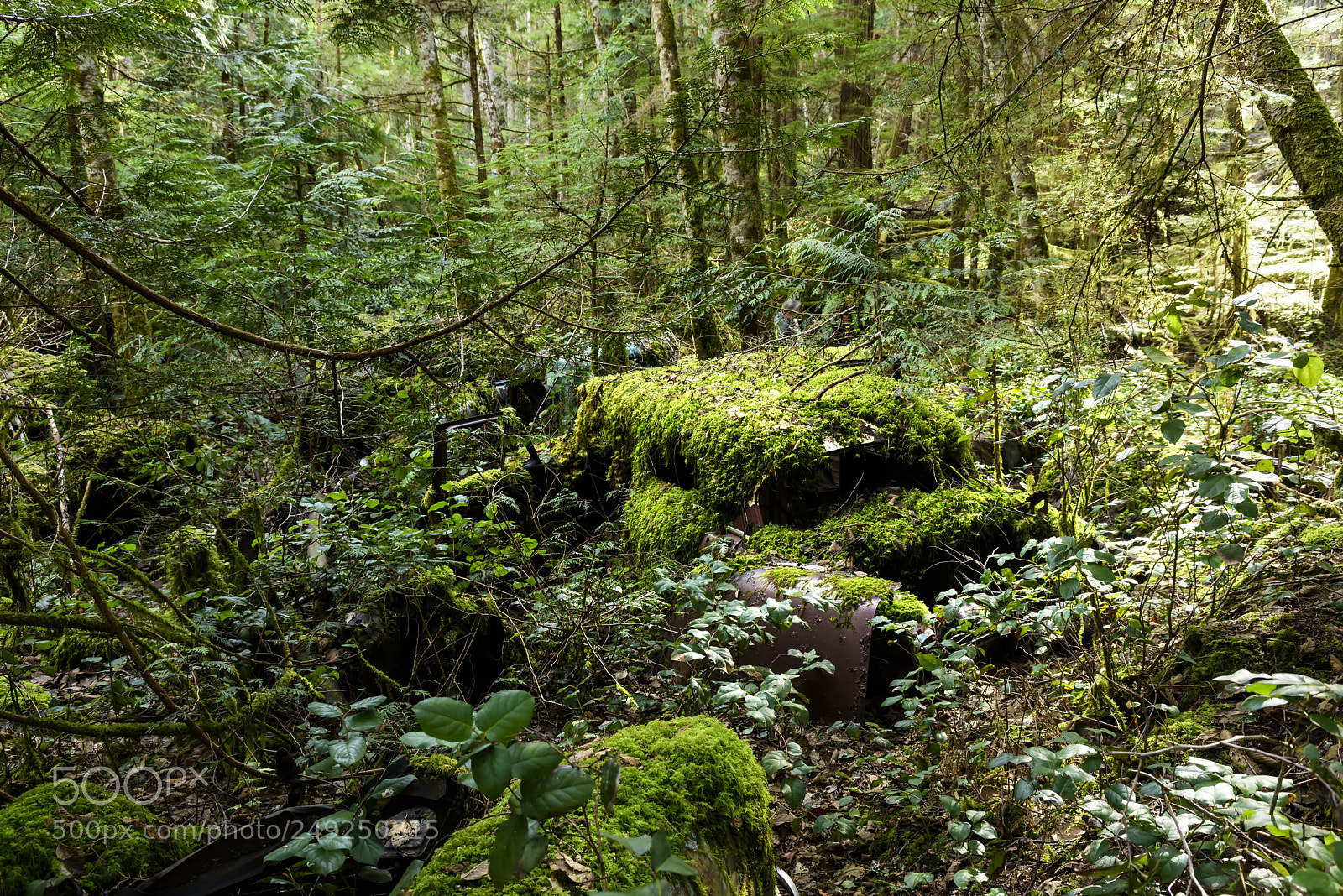 Nikon D810 sample photo. Seen in the woods photography