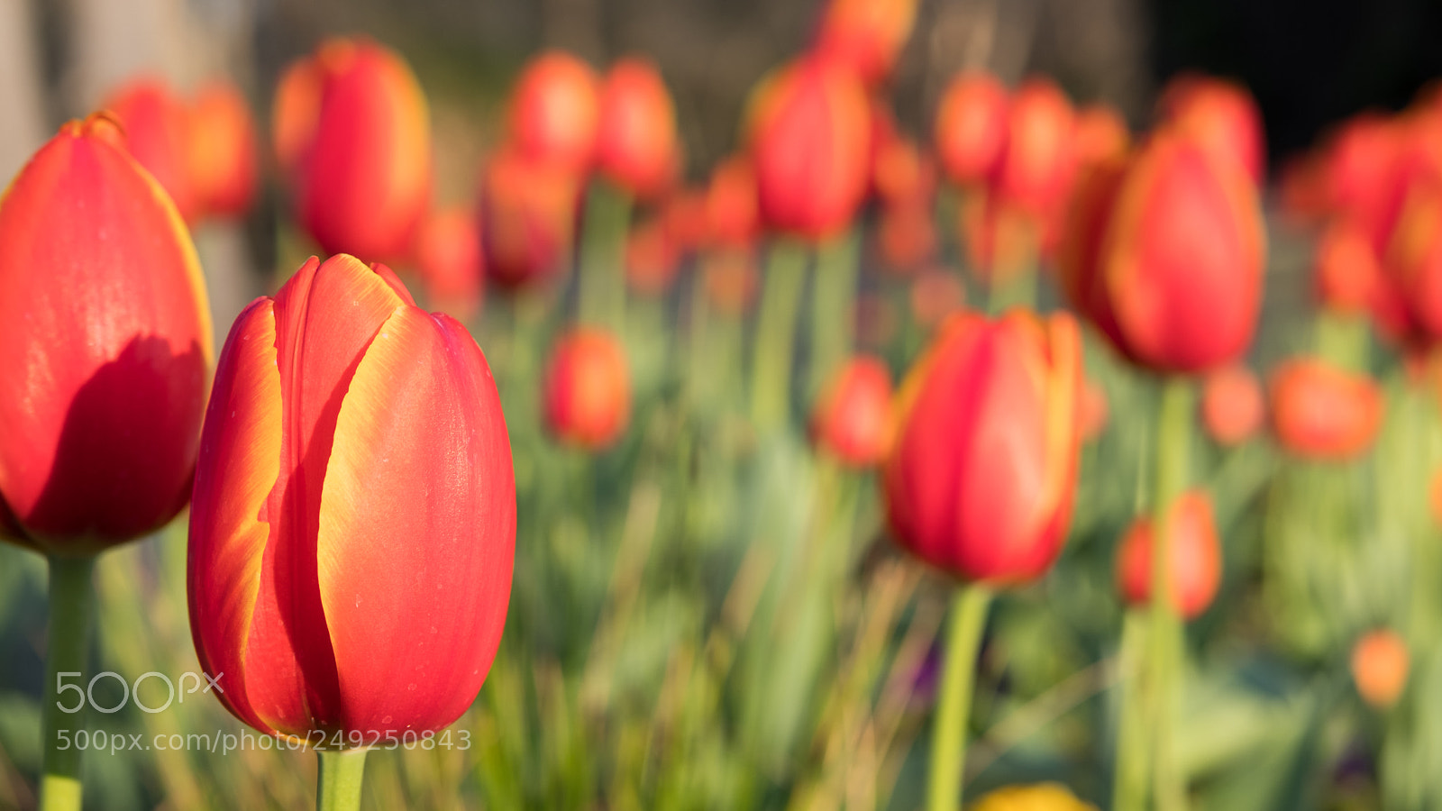 Fujifilm X-T2 sample photo. Spring is almost here! photography