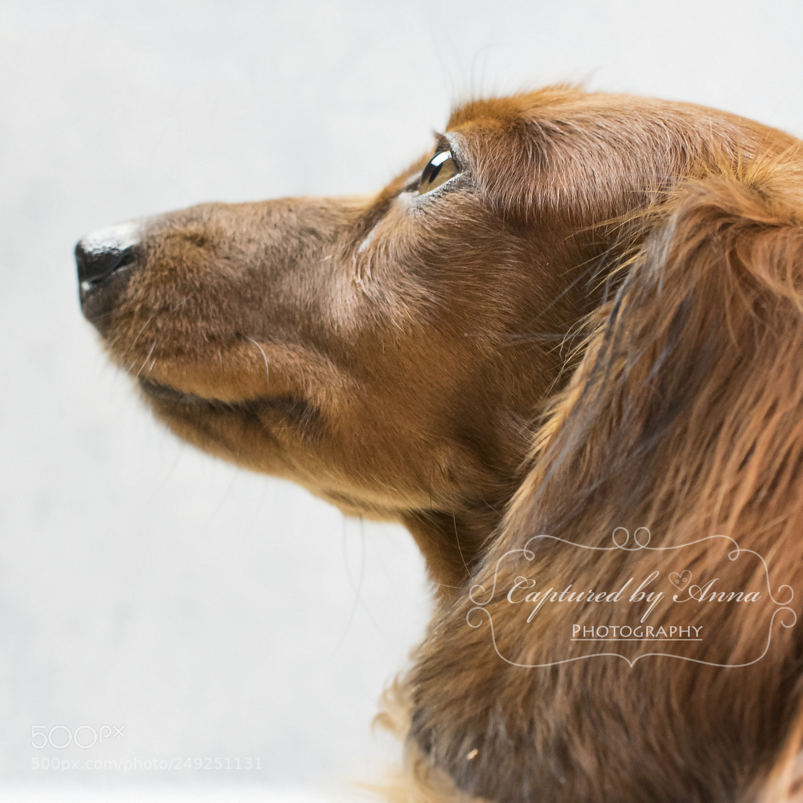 Nikon D3400 sample photo. Dreaming of bones photography