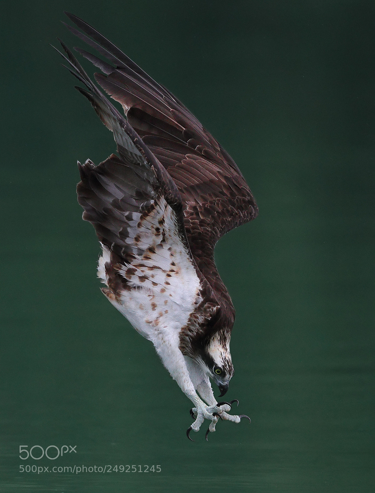 Canon EOS-1D X Mark II sample photo. Osprey photography