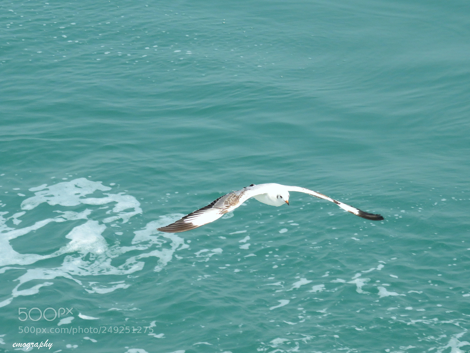 Canon PowerShot SX710 HS sample photo. Flying heart photography