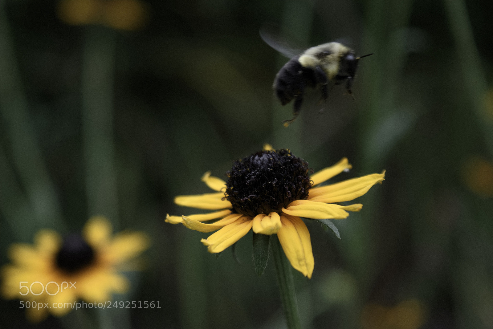 Nikon D3300 sample photo. Untitled photography