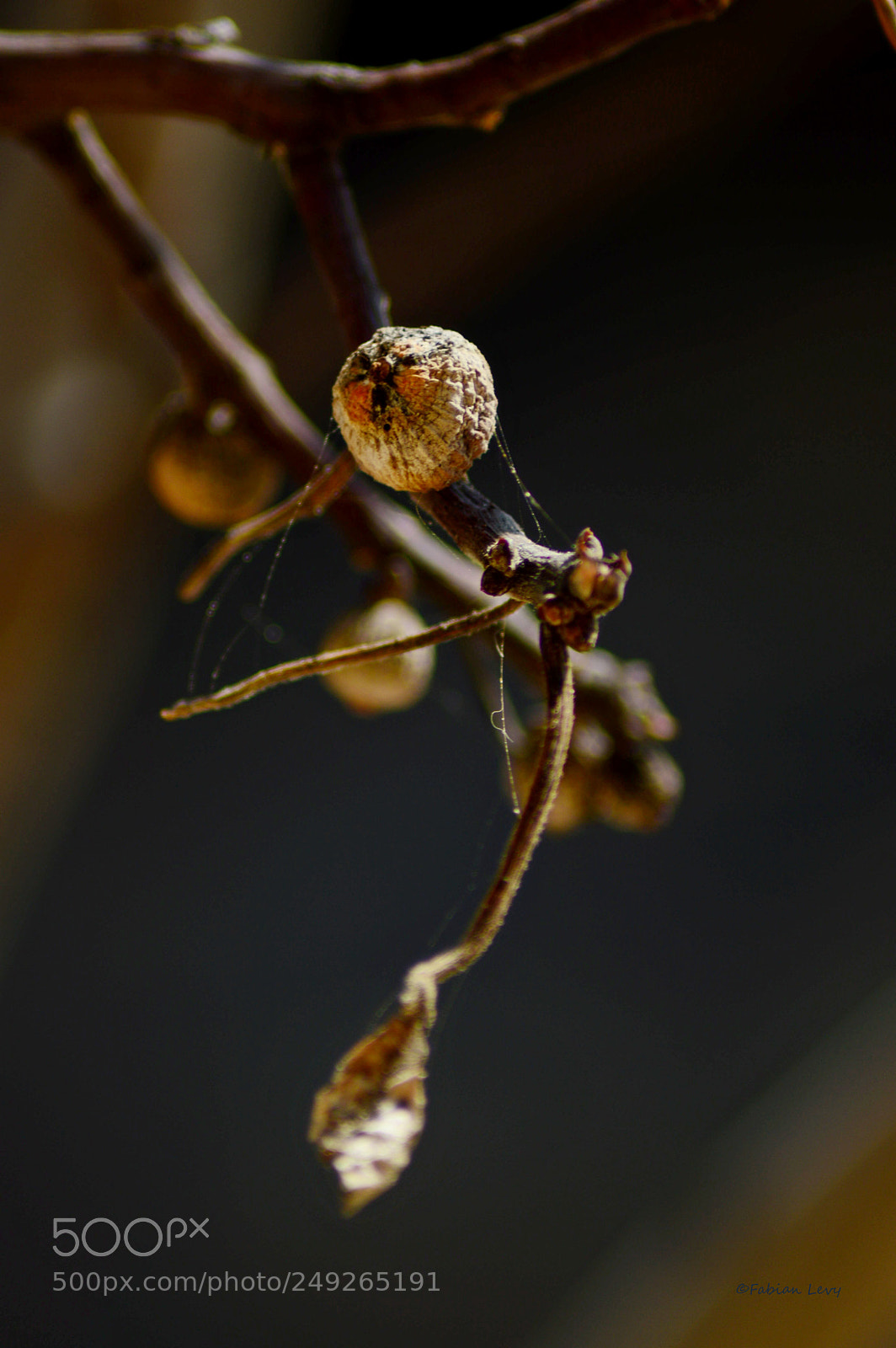 Nikon D3200 sample photo. Higuito photography